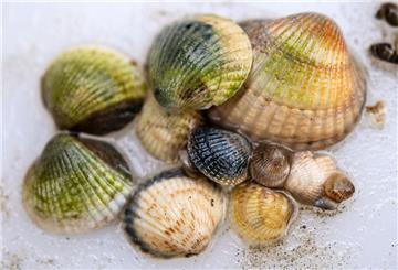Die Herzmuschel gehört zu den "Small Five" des Wattenmeeres
