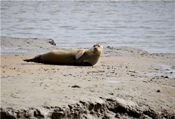 Eine Robbe am Wattenmeer.