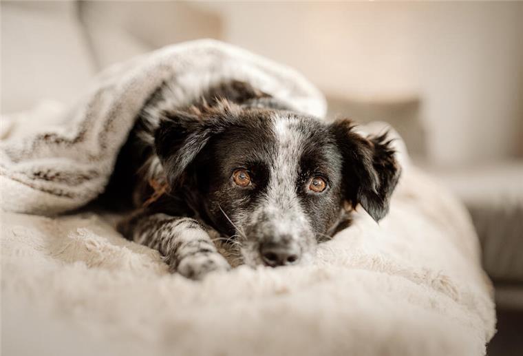 Ein Hund liegt auf einem Sofa.