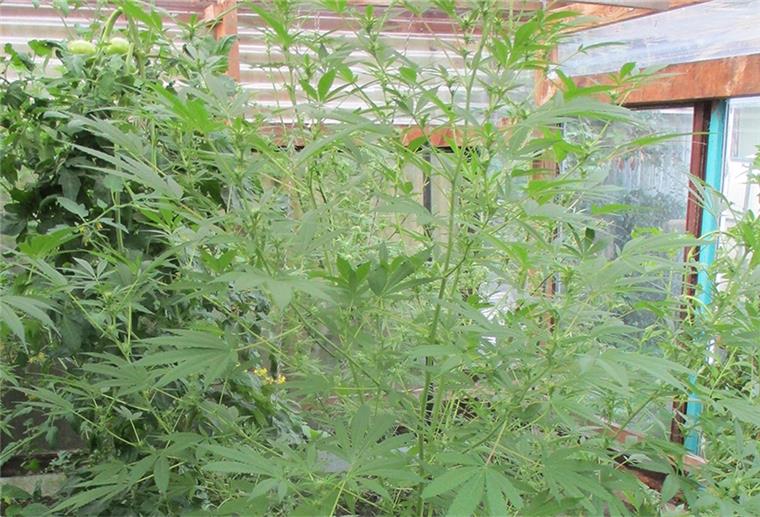Lehe: Polizei entdeckt Cannabispflanzen in Gewächshaus Cannabispflanzen in Gewächshaus