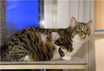Katze Neelix