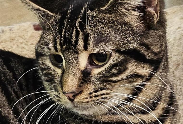 Katze