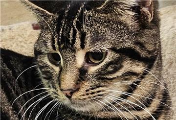 Katze