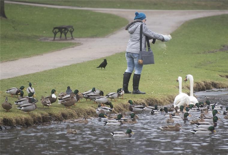 Nett gemeint, aber derzeit gefährlich für die Vögel. Durch die Ansammlung von Tieren könnte sich die Vogelgrippe weiter verbreiten, warnt der Umweltverband BUND.