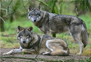 Bundesumweltministerin schlägt Wolfsabschüsse nach Rissen vor