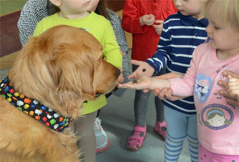 Neue Studie belegt: Hunde im Haushalt senken Asthmarisiko bei Babys deutlich In der Kindertagesstätte ist der Kita-eigene Retriever "Balu" bei ein- bis zweijährigen Kindern, die ihrem Hund ein Leckerli geben dürfen.