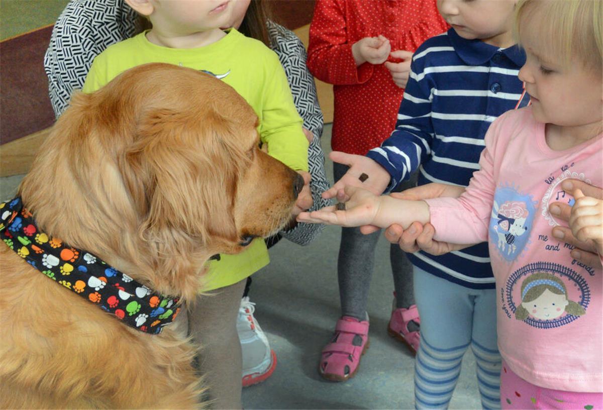 In der Kindertagesstätte ist der Kita-eigene Retriever "Balu" bei ein- bis zweijährigen Kindern, die ihrem Hund ein Leckerli geben dürfen.