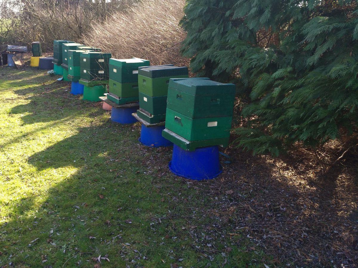 Neun Bienenvölker wurden in Padingbüttel (Wurster Nordseeküste) gestohlen.