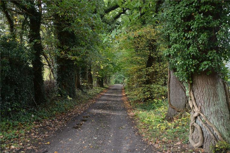 Neun der alten Eichen im Forstweg in Hahnenknoop sollen weichen. 
