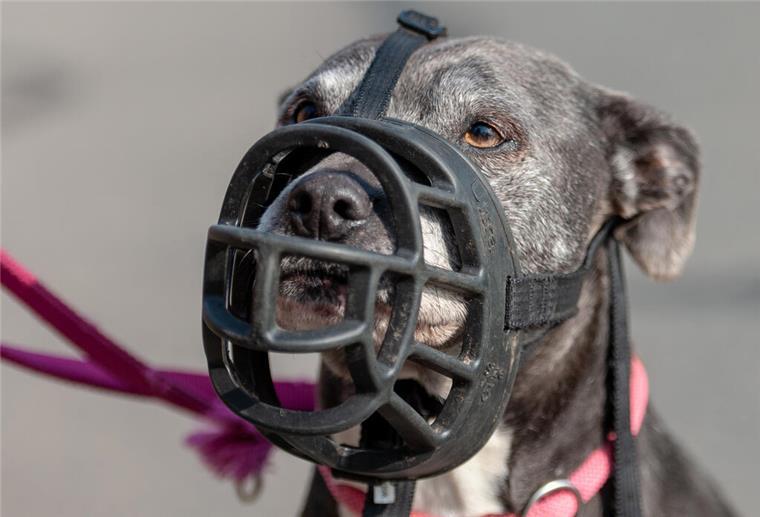 Ein Hund trägt einen Maulkorb. Ein Hundetrainer erklärt, welche Rassen er sich nicht anschaffen würde.