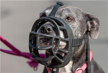 Ein Hund trägt einen Maulkorb. Ein Hundetrainer erklärt, welche Rassen er sich nicht anschaffen würde.