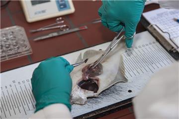 Nicht auf die Filets der Kliesche, sondern auf die Innereien – wie Milz (an der Pinzettenspitze) und Darm – haben es die Cuxhavener Forscher im Thünen-Institut für Fischereiökologie abgesehen. Der Plattfisch gehört zu den häufigsten Bewohnern der Nordsee und gilt als besonders krankheitsanfällig.