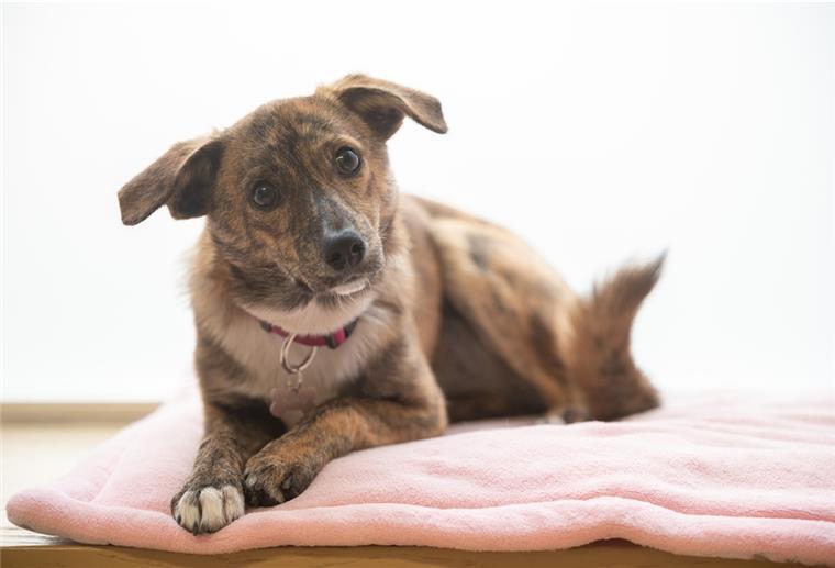 Nicht immer ist der Hund dort, wo die Besitzer ihn vermuten. Der Tiersuchdienst Wesermarsch hat 2021 viel mit der Suche nach entlaufenen Hunden zu tun gehabt.