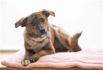 Nicht immer ist der Hund dort, wo die Besitzer ihn vermuten. Der Tiersuchdienst Wesermarsch hat 2021 viel mit der Suche nach entlaufenen Hunden zu tun gehabt.