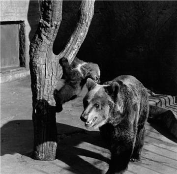 Nicht nur Eisbären gab es im Zoo am Meer. Foto: NZ-Archiv