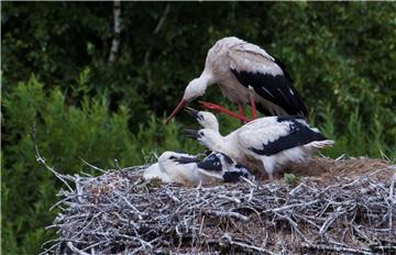 Nicht nur in Steinau fühlen sich die Störche heimisch. Dort wurde auch in diesem Jahr die Tiere schon gesichtet. Das Foto zeigt eine Fütterung aus dem Jahr 2014.