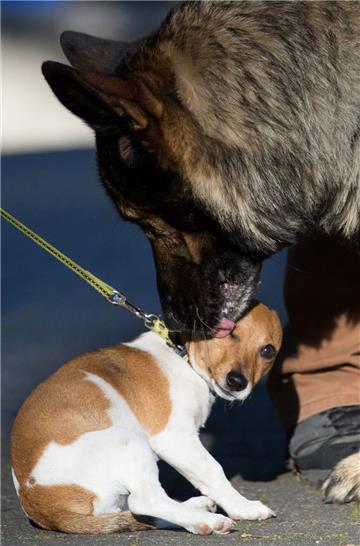 Nicht nur Schäferhunde tummeln sich in Meppen. Auch ein Jack-Russell-Terrier ließ sich beschnuppern.