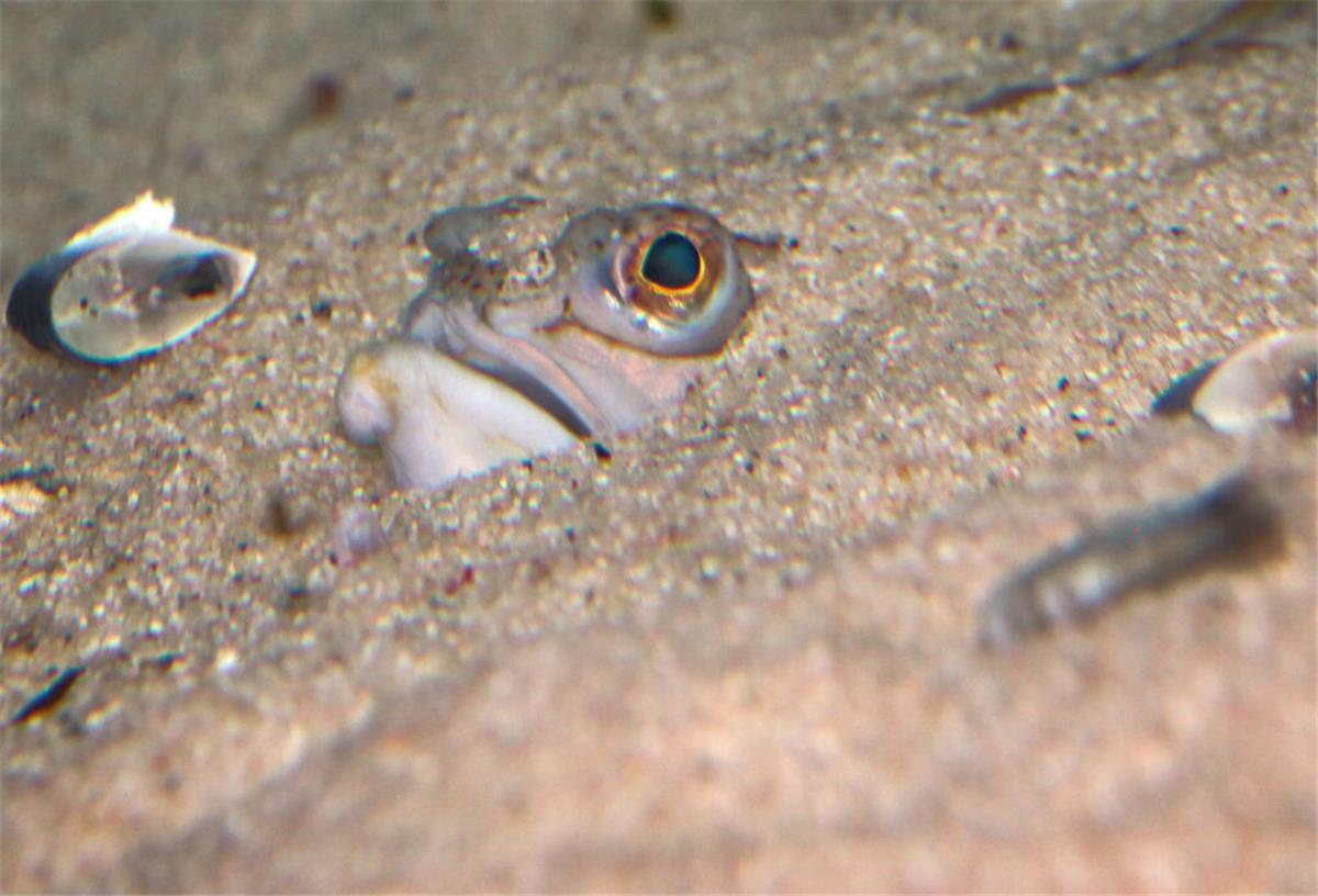 Ein Petermännchen hat sich in den Sandboden eingegraben