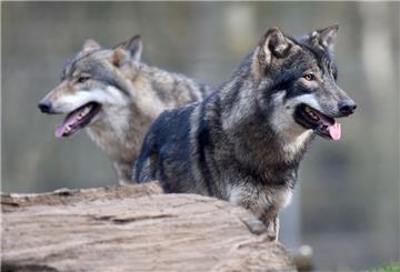 Zwei Wölfe stehen im Wildpark Eekholt im Gehege. 