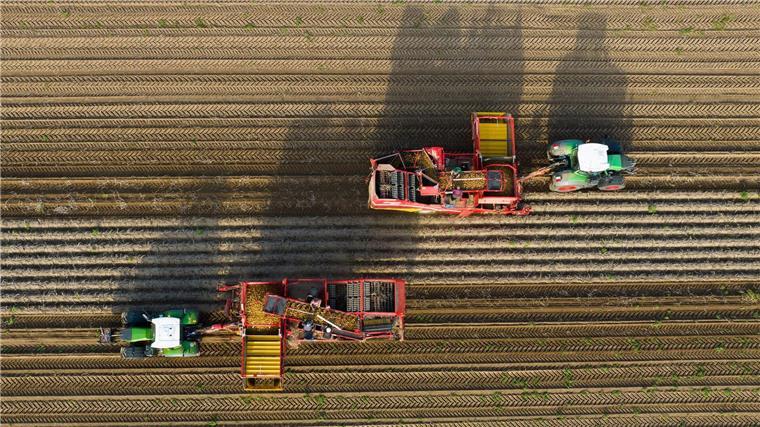 Zikade gefährdet Kartoffelernte – CDU für Insektizide Niedersachsen ist Kartoffelland: Hier wurden im vergangenen Jahr rund die Hälfte aller deutschen Kartoffeln geerntet. (Archivbild)