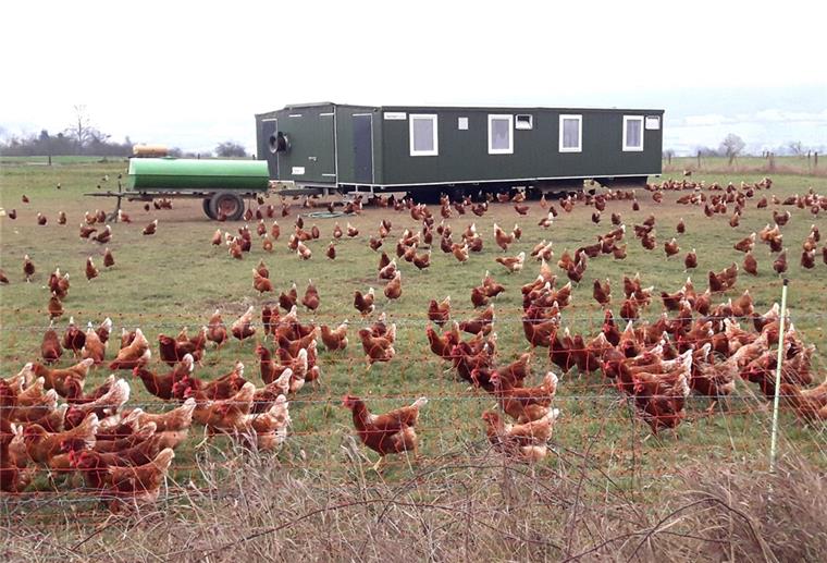 Geflügelpest breitet sich aus in Niedersachsen Niedersachsens Geflügelhalter machen sich Sorgen wegen der sich ausbreitenden Geflügelpest.
