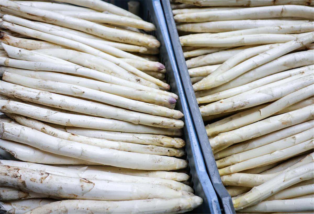 Niedrigste Spargelernte in Niedersachsen seit 2013 Frisch geernteter Spargel liegt in Kisten in der Halle eines landwirtschaftlichen Betriebs, bevor er gewaschen und sortiert wird. In Deutschland gibt es mit dem 5. Mai einen weiteren Gedenktag - den «Tag des Deutschen Spargels». (zu dpa: «Ein Feiertag für den deutschen Spargel») +++ dpa-Bildfunk +++