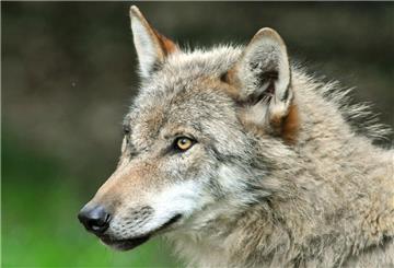  Ein Wolf, fotografiert im Tierpark Sababurg 