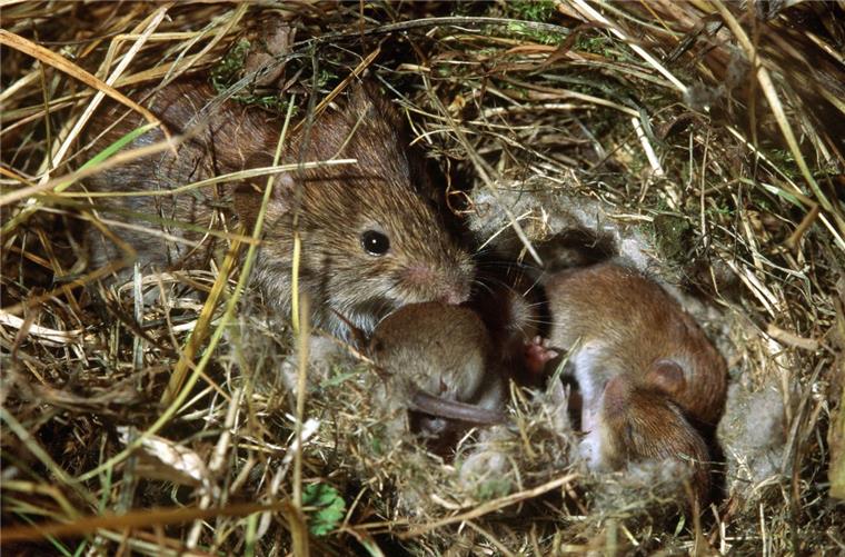 Niedlich anzuschauen, für Landwirte aber eine Katastrophe: Bis zu 150 000 Hektar Grünland haben Mäuse allein in Niedersachsen geschädigt. 