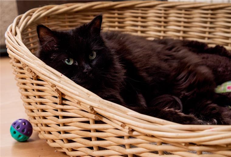 Niedlich und bestimmt kein Unglücksbote: Schwarze Katzen aus dem Tierheim lassen sich trotzdem schwerer vermitteln.