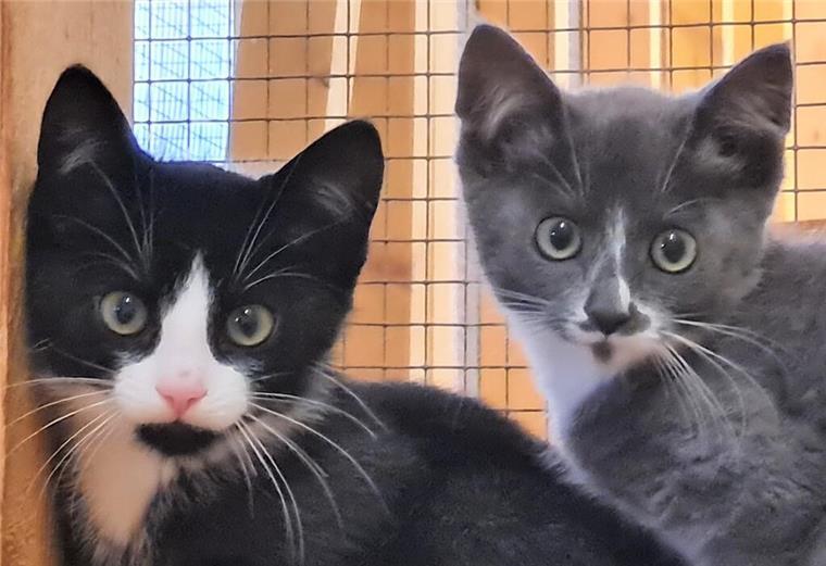 Samtpfotenalarm im Wittstedter Tierasyl Heimatlos: Katzen suchen ein Zuhause Katzen