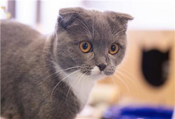 PRODUKTION - 28.02.2025, Berlin: Die Katze Coco der Rasse Scottish Fold steht im Tierheim Berlin. Von Qualzucht sprechen Fachleute, wenn Tieren bestimmte Merkmale wie Kulleraugen, eine flache Schnauze oder besondere Fellfarben angezüchtet werden, diese dadurch aber ein Leben lang unter gesundheitlichen Schäden leiden. (zu dpa: «Kranke Modekatzen - Der Preis der Niedlichkeit») Foto: Christophe Gateau/dpa +++ dpa-Bildfunk +++