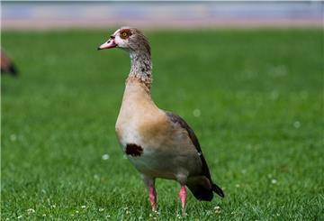Nilgänse gelten als äußerst aggressiv. Sie vertreiben sogar Störche aus ihren Nestern.