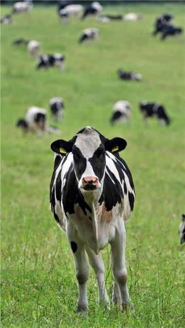 Noch guckt die Kuh skeptisch – doch die Verschmelzung der Landvolkverbände Zeven und Bremervörde soll der Interessenvertretung der Landwirte mehr Schlagkraft verleihen.