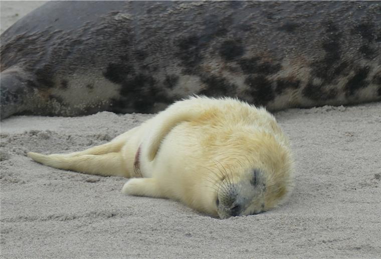 Noch ist die Geburtensaison nicht vorbei - doch bereits jetzt steht fest: In dieser Wurfsaison wurden erneut mehr Kegelrobbenbabys auf Helgoland geboren.