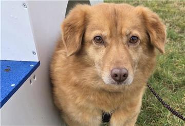 Ein Hund blickt in die Kamera. Noch scheu, aber neugierig: Leni wünscht sich ein liebevolles Zuhause mit Geduld.
