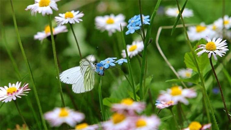 Benefizparty in Nordenham: Karten gibt es ab sofort Nordenham soll blühen - mit dem Erlös der Benefizparty soll das Blumenwiesenprojekt unterstützt werden.