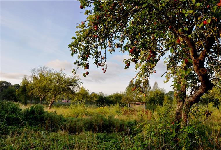 Nordenhams größte Streuobstwiese ist das ehemalige Kleingartengelände parallel zur Hansingstraße. Das Gelände ist frei zugänglich und nach Auskunft des Eigentümers, der Firma Thieling, darf das Obst dort auch von Interessenten ohne Rückfrage geerntet werden.