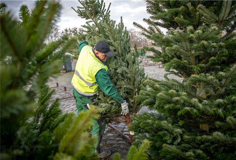 Nordmanntannen dürften in diesem Jahr zwischen 20 und 27 Euro kosten.