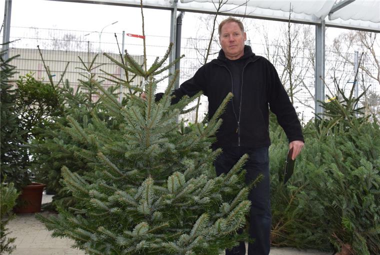 Jagd nach dem perfekten Weihnachtsbaum in Bremerhaven Tannenbaumverkauf in Bremerhaven