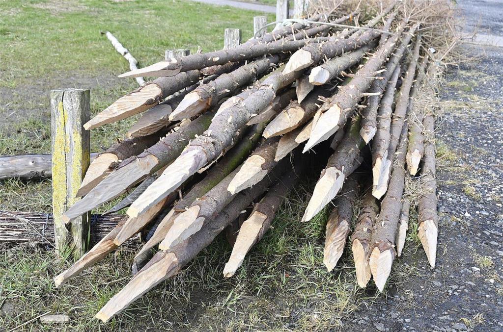 Normalerweise werden an der Wurster Küste Lärchenstämme als Pricken genutzt. In ...