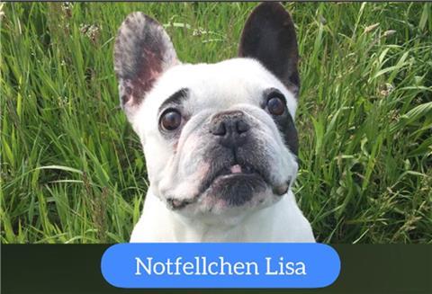 Notfellchen "Lisa"
