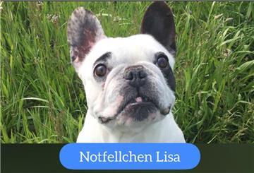 Notfellchen "Lisa"