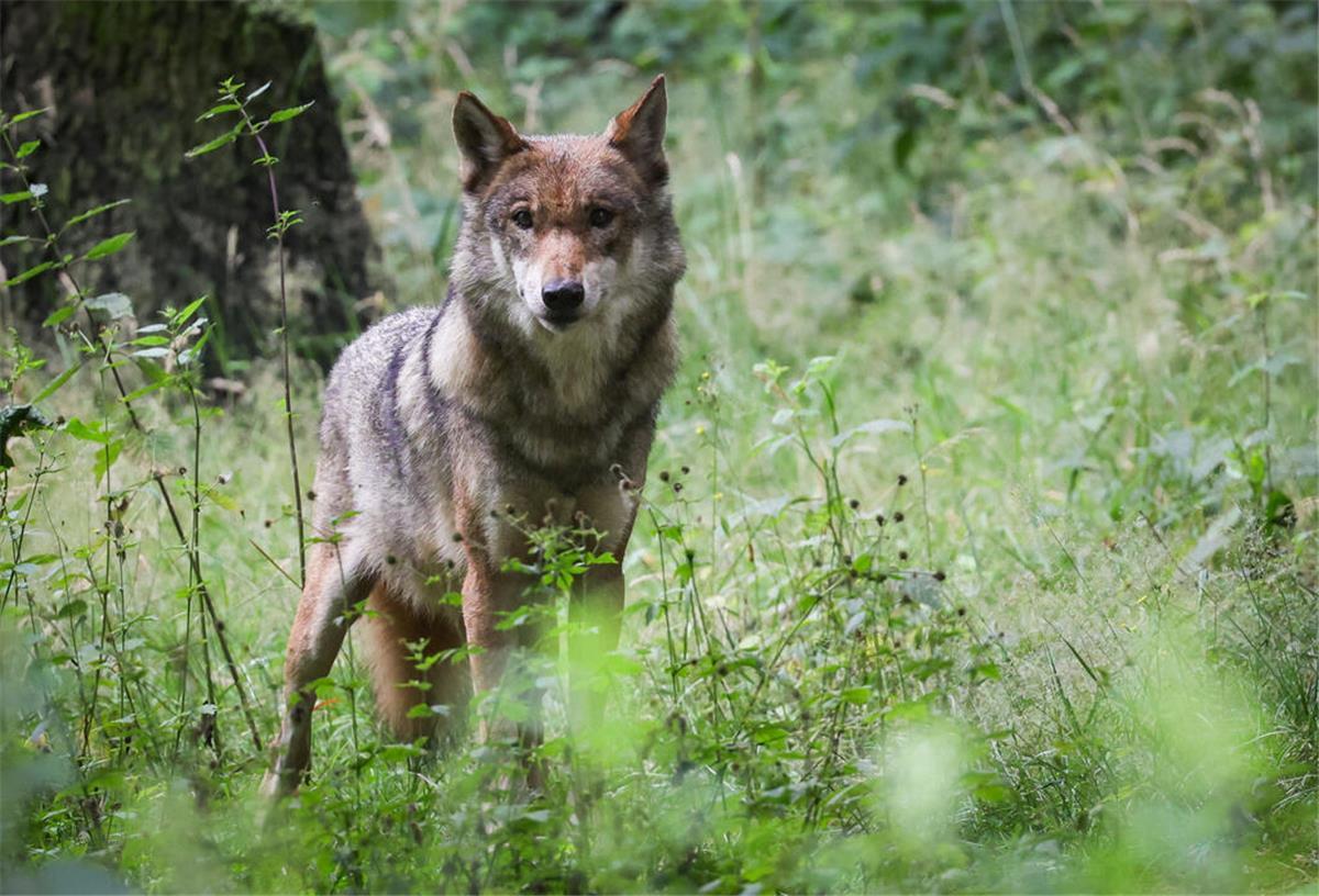 Nun ist klar: Das Tier, das im Oktober in Bremen gesichtet wurde, ist tatsächlich ein Wolf.
