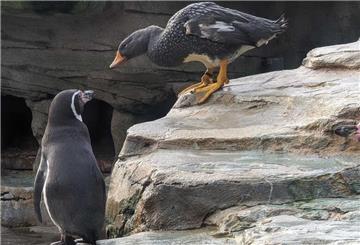 Nur die Humboldt-Pinguine halten es mit den Dampfschiffenten aus, die in der Paarungszeit „Dampf ablassen“.