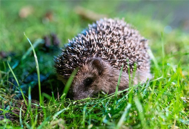 Igel brauchen an heißen Sommertagen Unterstützung Nur in Ausnahmefällen wie an besonders heißen Tagen sollten Igel gefüttert werden.