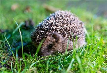 Nur in Ausnahmefällen wie an besonders heißen Tagen sollten Igel gefüttert werden.