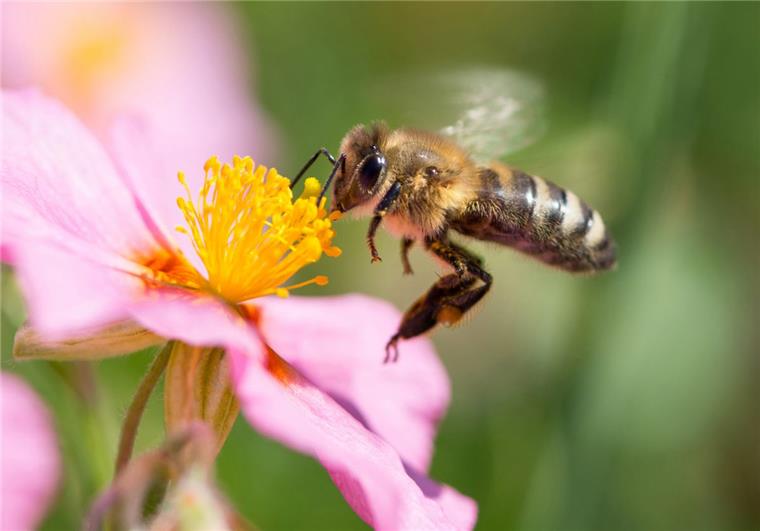 Nur Pflanzen mit ungefüllten Blüten bieten Nahrung für Bienen. 