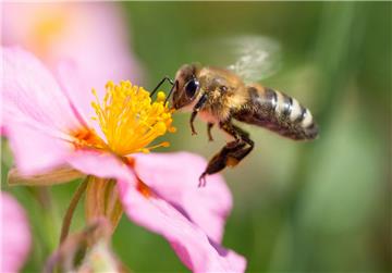 Nur Pflanzen mit ungefüllten Blüten bieten Nahrung für Bienen. 
