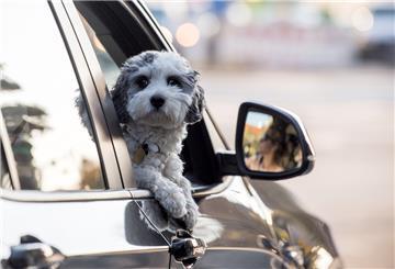 Ein Hund schaut an einer Ampel aus dem geöffnetem Beifahrerfenster eines PKWs.