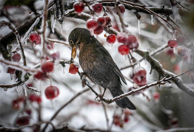 ARCHIV - 18.01.2024, Hessen, Frankfurt/Main: Ein Vogel interessiert sich in einem Frankfurter Garten für die Früchte eines Zierapfelbaumes, die allerdings mit einem dünnen Eispanzer überzogen sind. (zu dpa: «Naturschützer rufen zum Zählen der Wintervögel auf») Foto: Frank Rumpenhorst/dpa +++ dpa-Bildfunk +++
